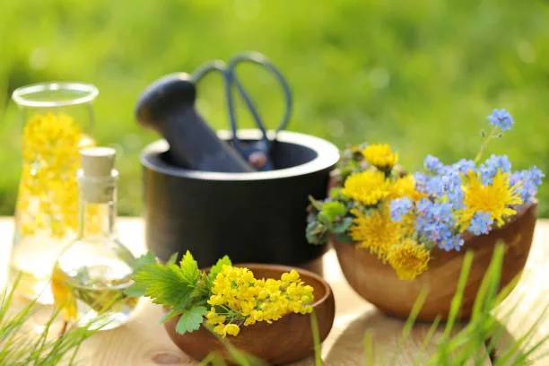 formation naturopathie